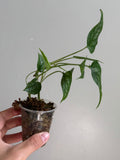 Monstera siltepecana 22