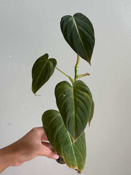 Philodendron glorious28