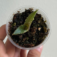 Agave titanota 1