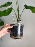 Monstera albo ‘BB’ *ships bare root in moss*
