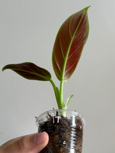 Philodendron subhastatum 17