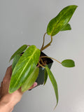 Philodendron painted lady 48