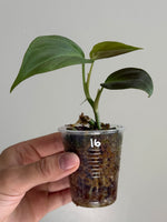 Philodendron camposportoanum 16