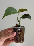 Philodendron camposportoanum 16