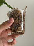 Monstera pinnatipartita 1