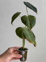Philodendron glorious28