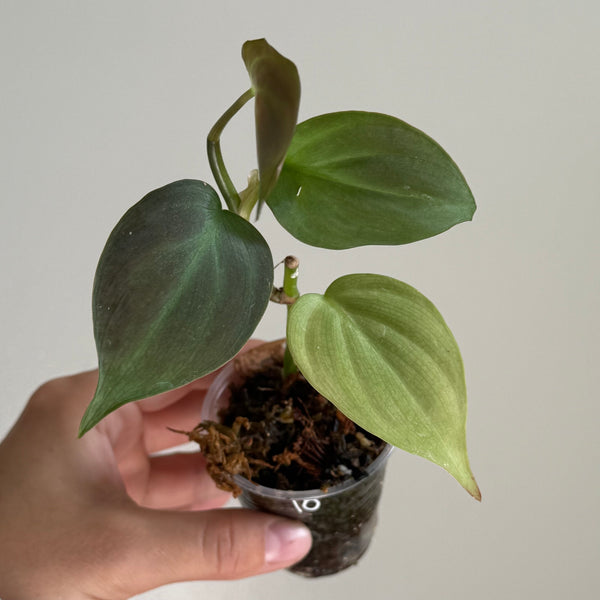 Philodendron camposportoanum 10