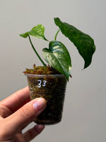 Monstera siltepecana 33