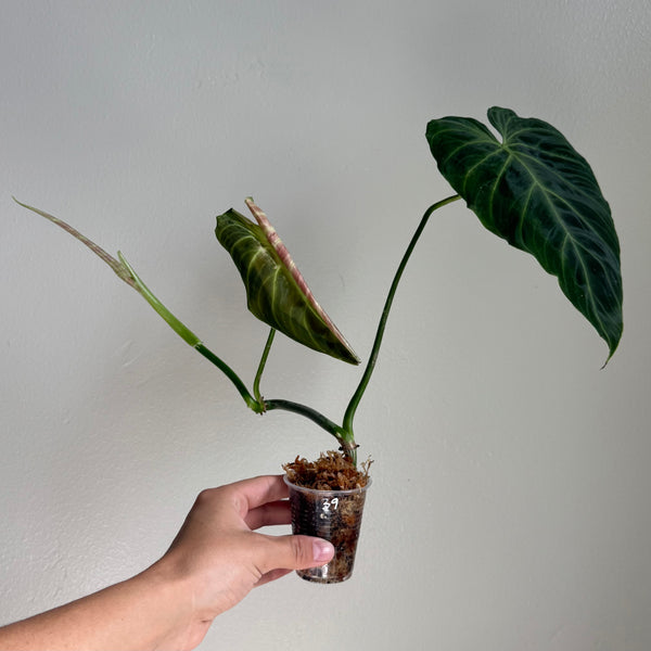 Philodendron splendid 39